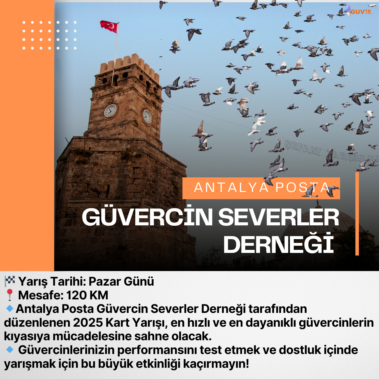 ANTALYA POSTA GÜVERCİN SEVERLER DERNEĞİ 